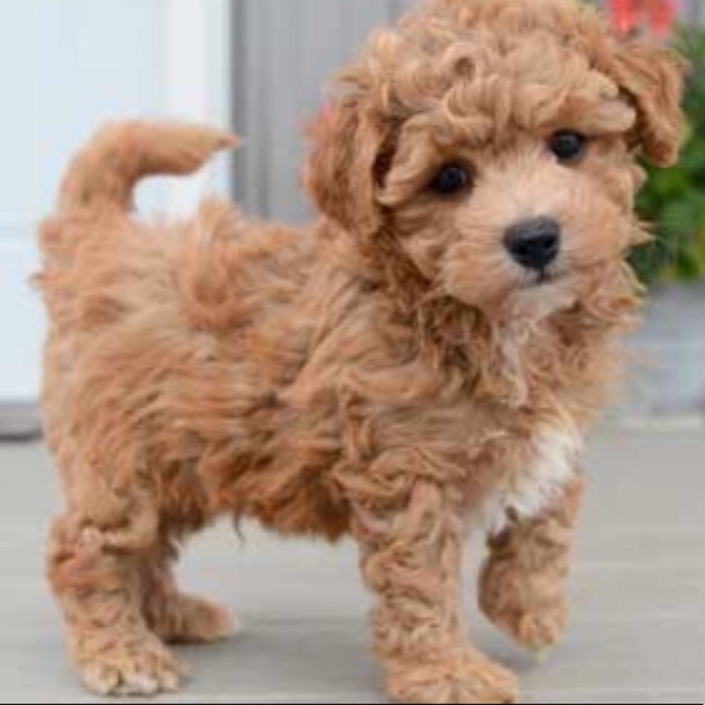 Meet your Posher, Bianca